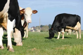 lait-production-vache-laitiere-paturage-sodiaal-bcel-ouest-performance-economique-fourrage