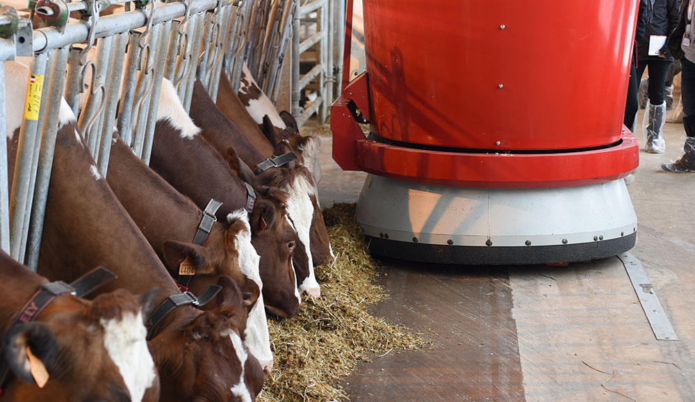 lely-gestion-troupeau-bovin-alimentation-ration-batiment-pie-rouge - Illustration Une main-d’œuvre bien gérée pour plus d’efficacité