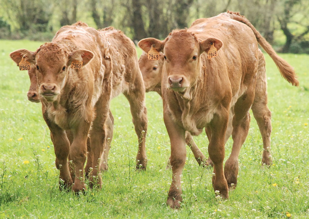 limousin-veau-investissement-immobilier-exploitation-agricole-foncier-etranger-conquete-france - Illustration Le Limousin terre britannique