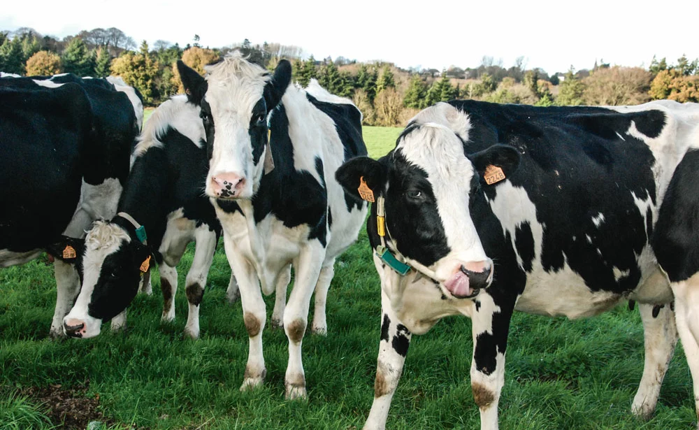 loi-avenir-safer-foncier-macron-vache-laitiere-prim-holstein-paturage-herbe-code-rural - Illustration Régulation laitière : “on devrait arriver à notre but”