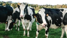 loi-avenir-safer-foncier-macron-vache-laitiere-prim-holstein-paturage-herbe-code-rural