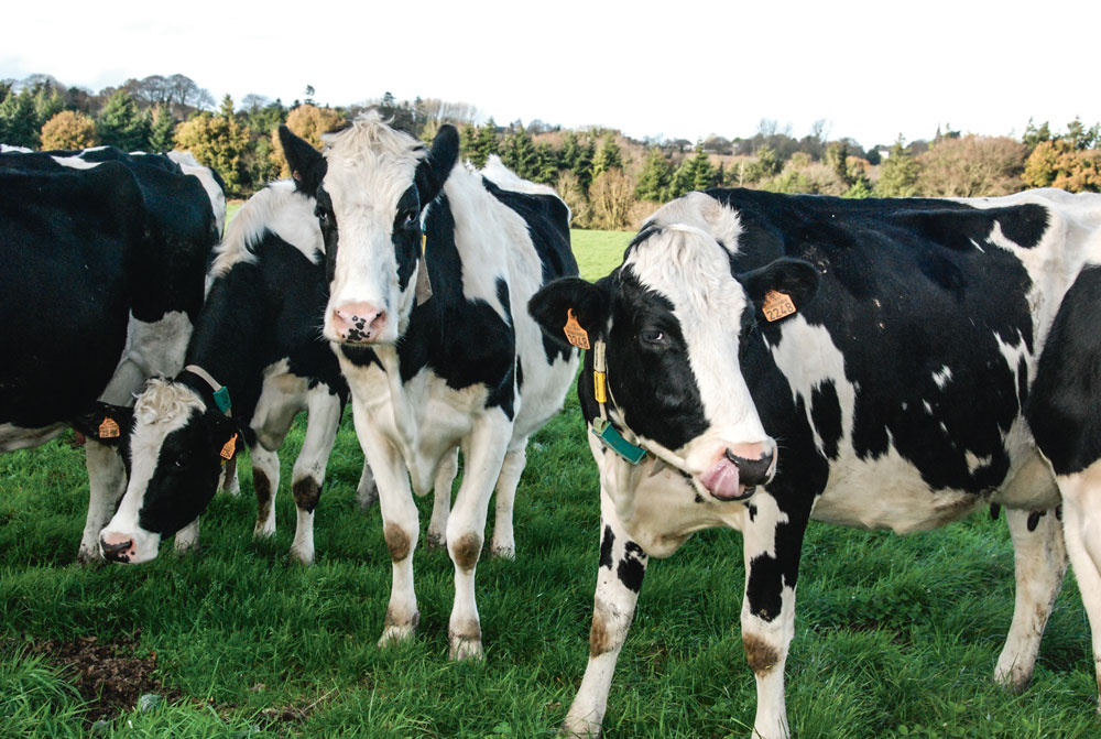 Photo of Régulation laitière : “on devrait arriver à notre but”