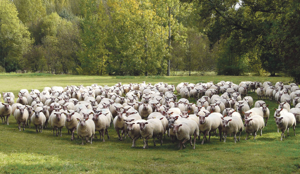 ovin-sante-animale-avortement-reglementation-declaration-gds-bretagne - Illustration De nouveaux seuils d’alerte face aux avortements