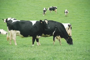 paturage-herbe-climat-vache-bovin-prairie-prim-holstein