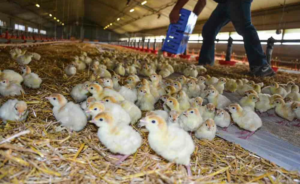 poussin-volaille-aviculture-alimentation-croissance-nutrea-aviagen - Illustration La production française de volailles progresse en 2015