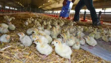 poussin-volaille-aviculture-alimentation-croissance-nutrea-aviagen