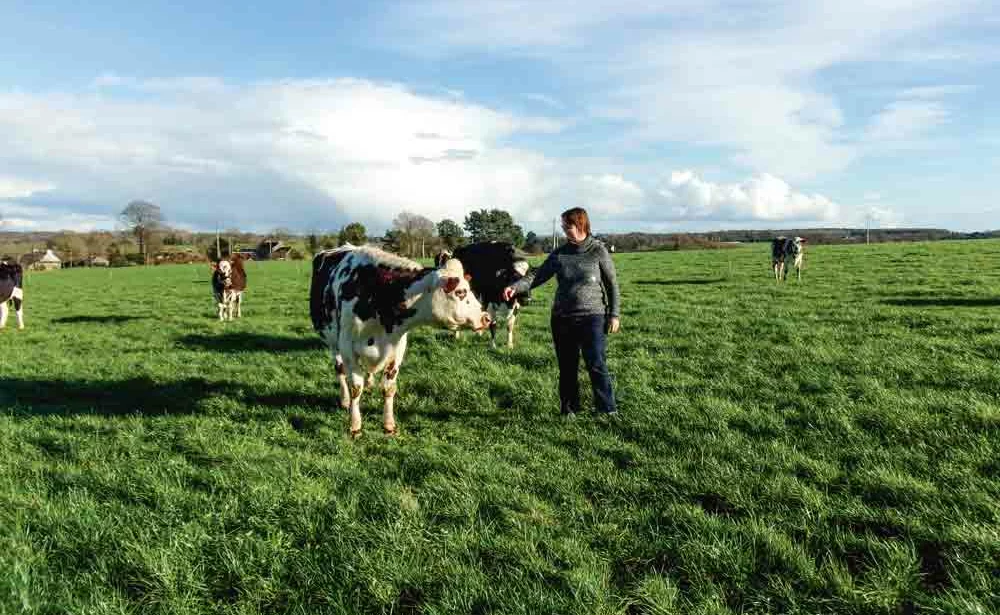 production-lait-herbe-paturage-vache-laitiere-troupeau-cout-alimentaire - Illustration Produire le maximum de lait à l’herbe