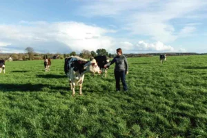 production-lait-herbe-paturage-vache-laitiere-troupeau-cout-alimentaire