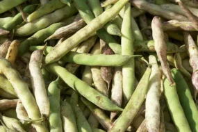 produit-agricole-legume-petit-pois-qualite-production-commission-europeenne-consommation