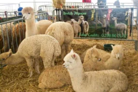 salon-agriculture-agri-deiz-pac-exposition-langolvas-finitere-12-13-mars-2016