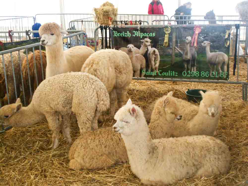 salon-agriculture-agri-deiz-pac-exposition-langolvas-finitere-12-13-mars-2016 - Illustration Agri Deiz, vitrine de l’agriculture du Finistère