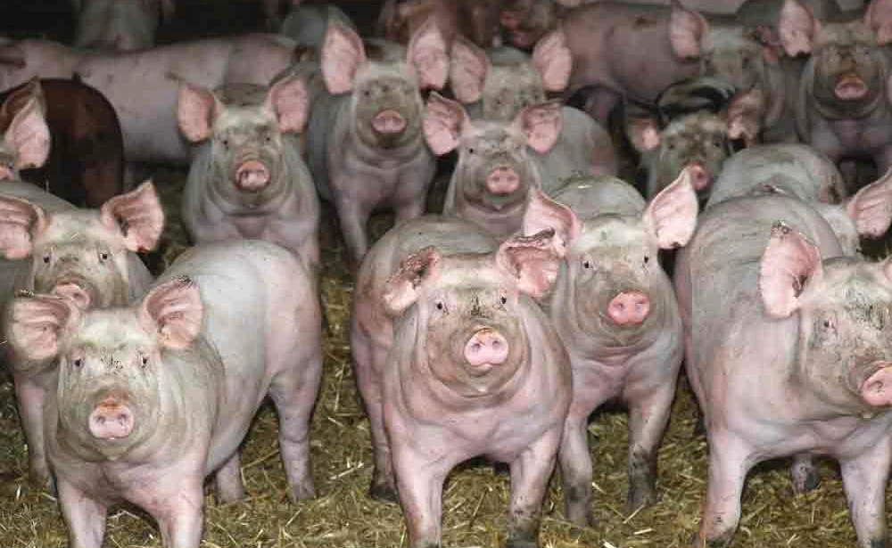 sante-animale-antibiotique-porc-bruxelle-commission-europeenne-recherche-dispositif - Illustration Une production porcine en recul à partir de cet été