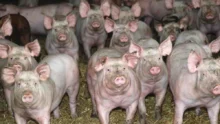 sante-animale-antibiotique-porc-bruxelle-commission-europeenne-recherche-dispositif