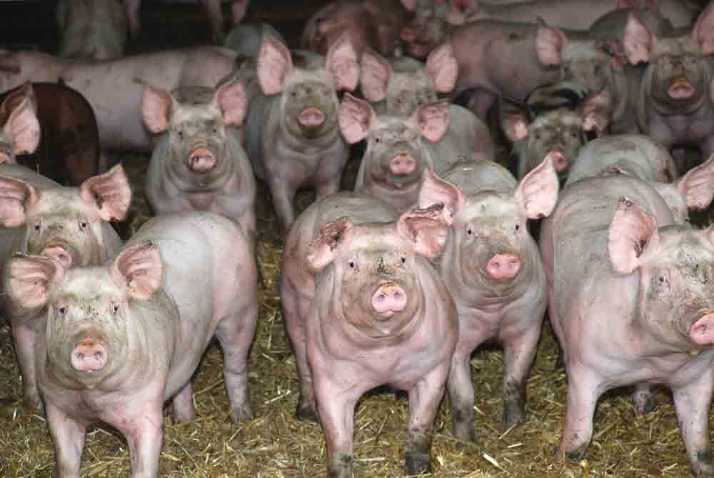 Photo of Une production porcine en recul à partir de cet été