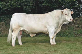 taureau-insemination-genisse-charolais-genetique