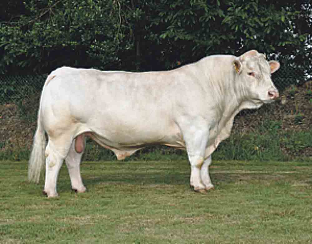 taureau-insemination-genisse-charolais-genetique - Illustration Élargissement des pedigrees en Charolais