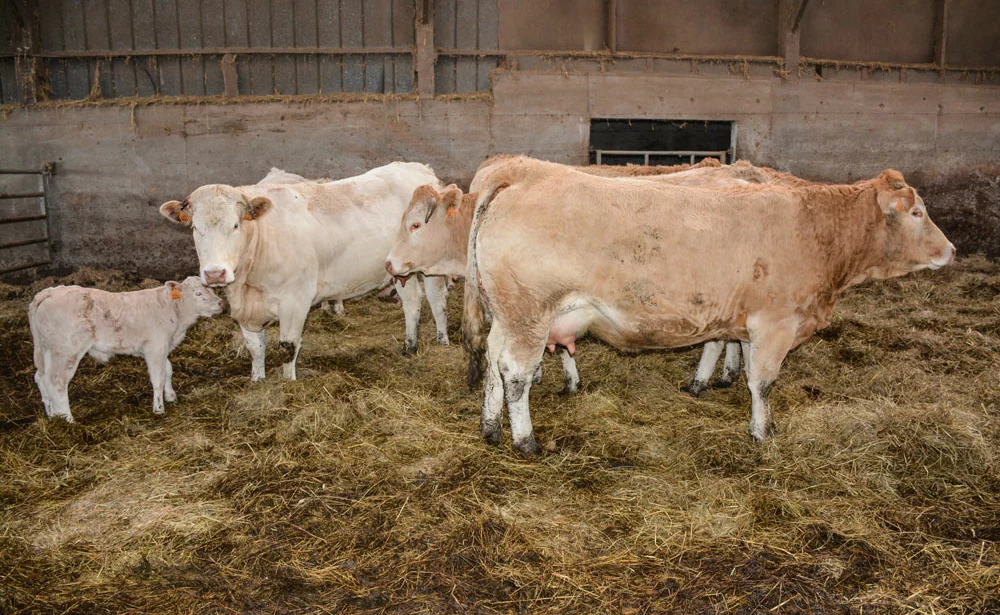 vache-allaitante-viande-bovine-paturage-alimentation-genisse-blonde-aquitaine-bourg-blanc-earl-kerdeniel - Illustration Flux de bétail en hausse vers l’Espagne