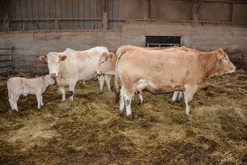 vache-allaitante-viande-bovine-paturage-alimentation-genisse-blonde-aquitaine-bourg-blanc-earl-kerdeniel