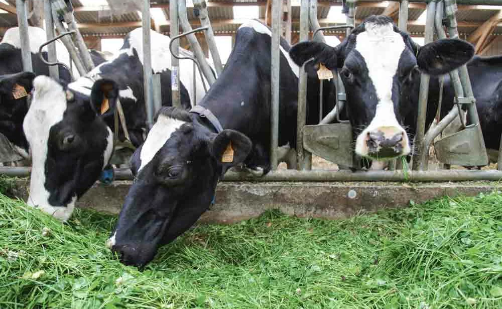vache-laitiere-prim-holstein-lait-paturage-herbe-alimentation-ration-mais-investissement - Illustration L’affouragement en vert, une solution pour qui ?