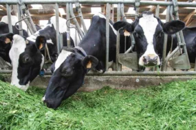 vache-laitiere-prim-holstein-lait-paturage-herbe-alimentation-ration-mais-investissement