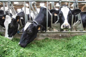 vache-laitiere-prim-holstein-lait-paturage-herbe-alimentation-ration-mais-investissement