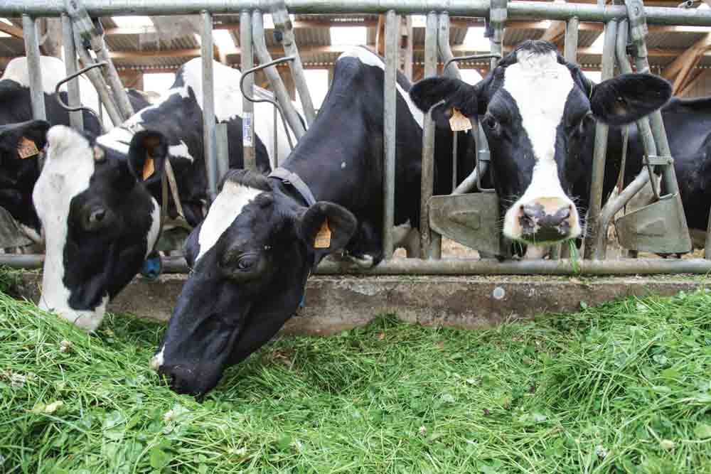 vache-laitiere-prim-holstein-lait-paturage-herbe-alimentation-ration-mais-investissement - Illustration L’affouragement en vert, une solution pour qui ?