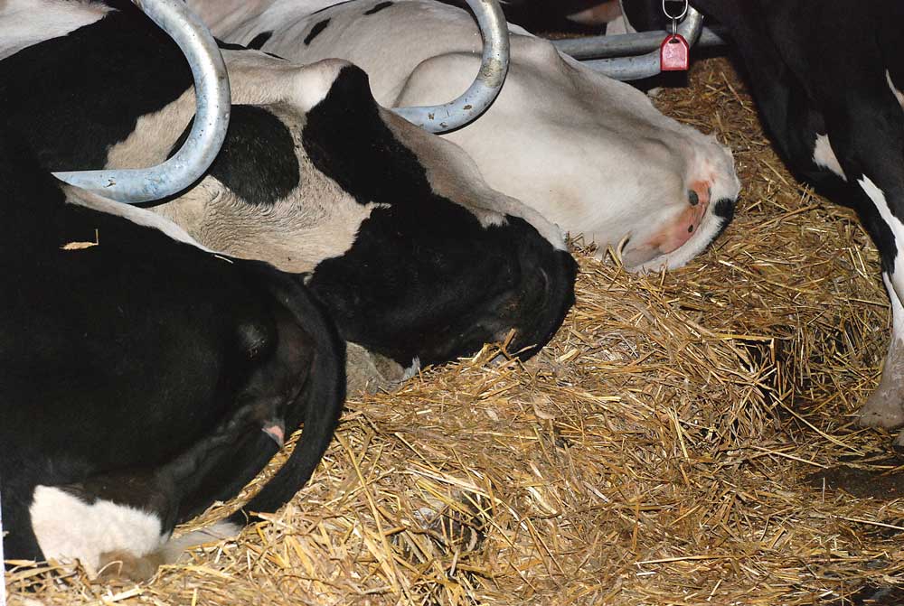 velage-sante-animale-gtv-bretange-breizh-vet-tour-vache-bovin-genisse - Illustration Un vêlage réussi est un vêlage sans CRI
