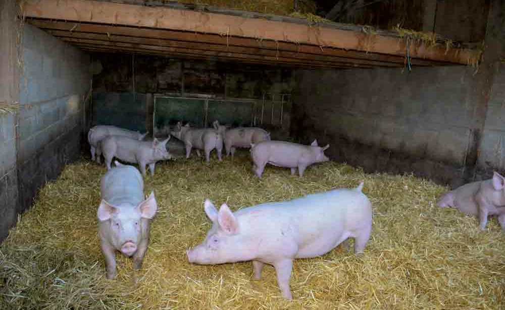 commercialisation-viande-elevage-porc - Illustration Les prix à la production des produits agricoles stables en mai