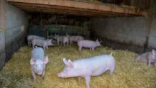 commercialisation-viande-elevage-porc