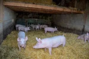 commercialisation-viande-elevage-porc