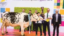 concours-bovin-salon-agriculture-paris-2016-normande-clochette
