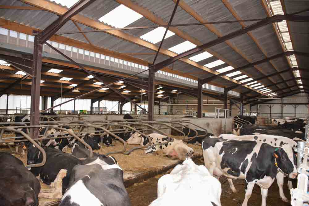  - Illustration Le robot n’empêche pas les vaches de pâturer