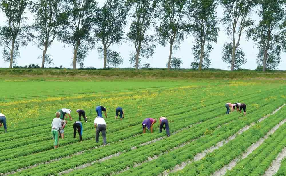 Les cultures spécialisées (horticulture, maraîchage et arboriculture) sont des secteurs très pourvoyeurs d’emplois salariés - Illustration Impacts et services issus des élevages