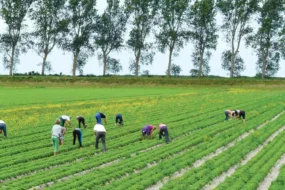 Les cultures spécialisées (horticulture, maraîchage et arboriculture) sont des secteurs très pourvoyeurs d’emplois salariés