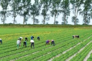 Les cultures spécialisées (horticulture, maraîchage et arboriculture) sont des secteurs très pourvoyeurs d’emplois salariés