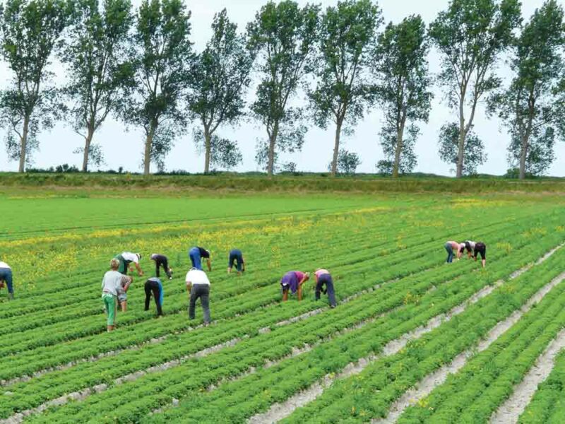 Les cultures spécialisées (horticulture, maraîchage et arboriculture) sont des secteurs très pourvoyeurs d’emplois salariés