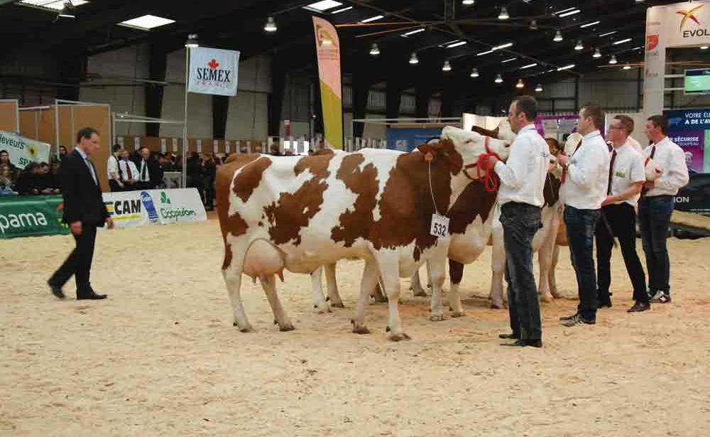 foire-rennes-concours-bovin-race-laitiere - Illustration 450 animaux en lice à la Foire de Rennes