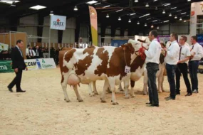 foire-rennes-concours-bovin-race-laitiere