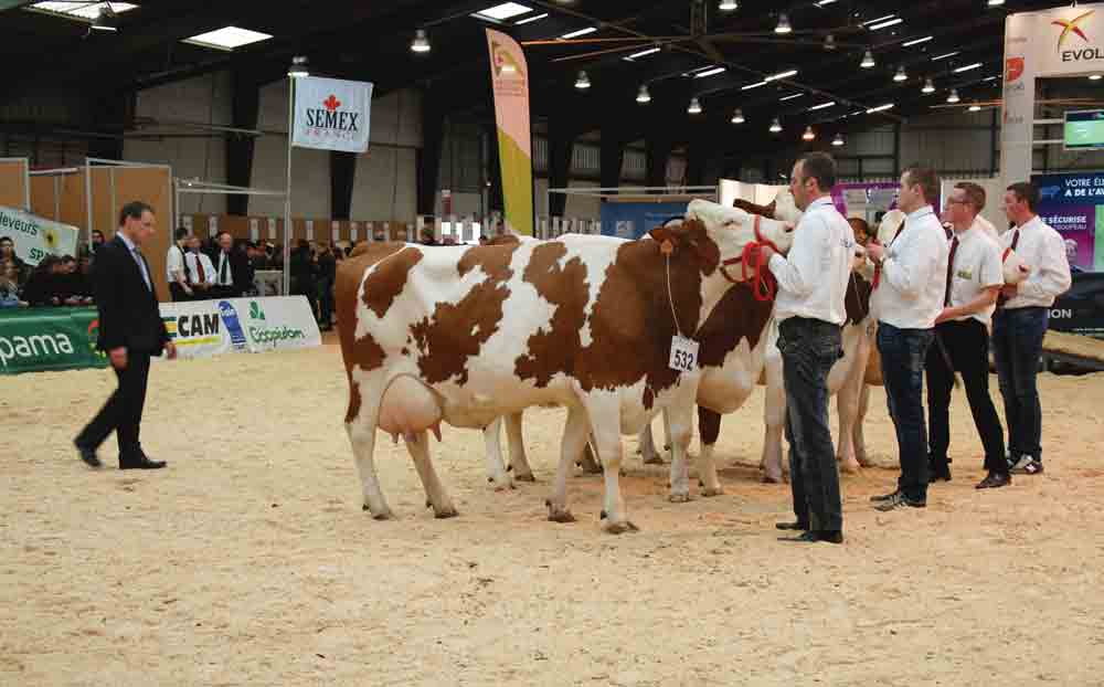 foire-rennes-concours-bovin-race-laitiere - Illustration 450 animaux en lice à la Foire de Rennes