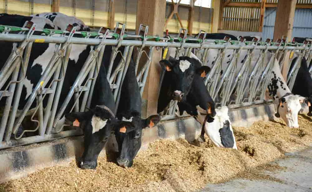 installation-lait-jeune-agriculteur-exploitation-prix-prim-holstein-laitiere - Illustration La rentabilité altérée des nouveaux installés