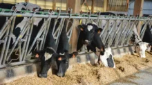 installation-lait-jeune-agriculteur-exploitation-prix-prim-holstein-laitiere