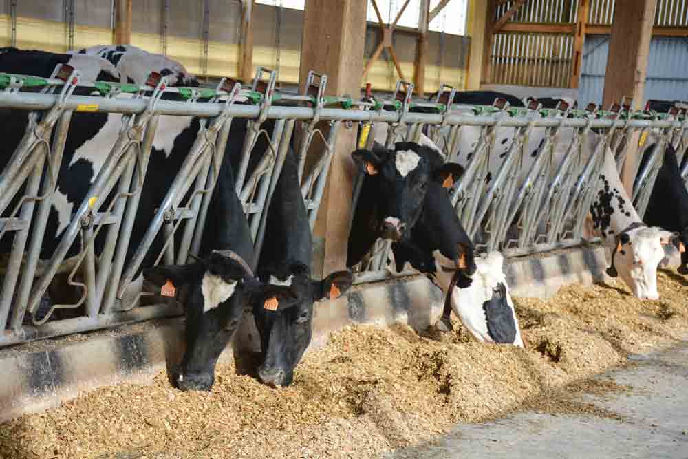 installation-lait-jeune-agriculteur-exploitation-prix-prim-holstein-laitiere