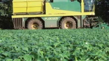 recolte-haricot-culture-legume-technique-production