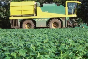 recolte-haricot-culture-legume-technique-production