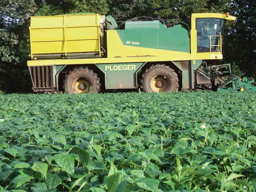 recolte-haricot-culture-legume-technique-production - Illustration Le légume industrie cultive son avenir