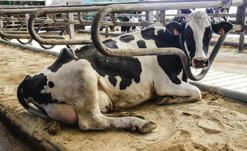 sable-paillage-logette-producteur-lait-vache-laitiere - Illustration Le plan laitier et bovin breton ne sauvera pas les éleveurs