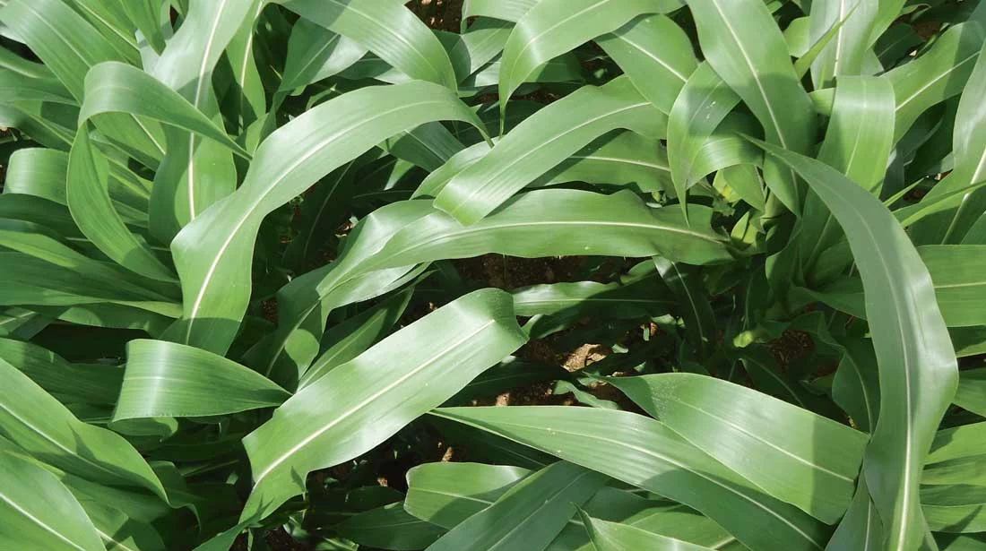 surface-foliaire-mais - Illustration Semer le maïs tôt, mais en bonnes conditions