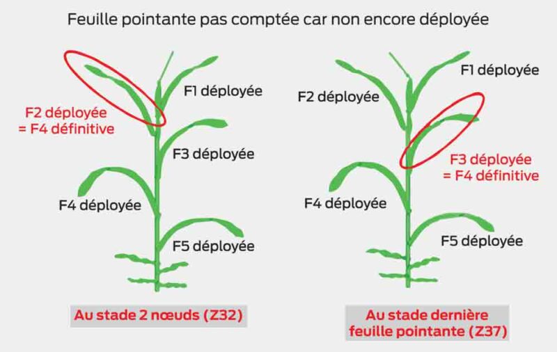 La septoriose progresse du bas vers le haut de la plante à la faveur des pluies