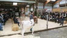 L'EARL de l'Orangerie, à Plumelec, présentait ses meilleures vaches aux adhérents du syndicat Prim'holstein l’après midi, à la suite de l'AG qui s’est tenue à Trédion mardi dernier, en présence de Katrin Lecornu, présidente de L'Européan Dairy Farmers.