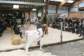 L'EARL de l'Orangerie, à Plumelec, présentait ses meilleures vaches aux adhérents du syndicat Prim'holstein l’après midi, à la suite de l'AG qui s’est tenue à Trédion mardi dernier, en présence de Katrin Lecornu, présidente de L'Européan Dairy Farmers.